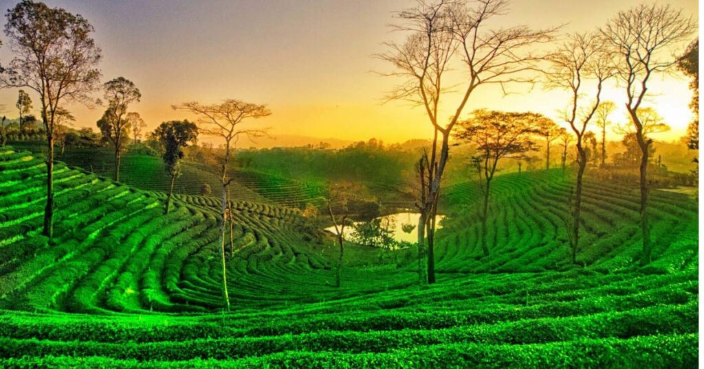 Kaziranga, Assam