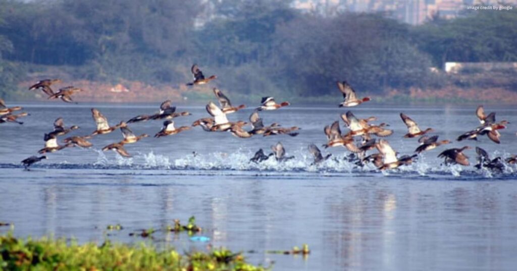 Okhla Bird Sanctuary