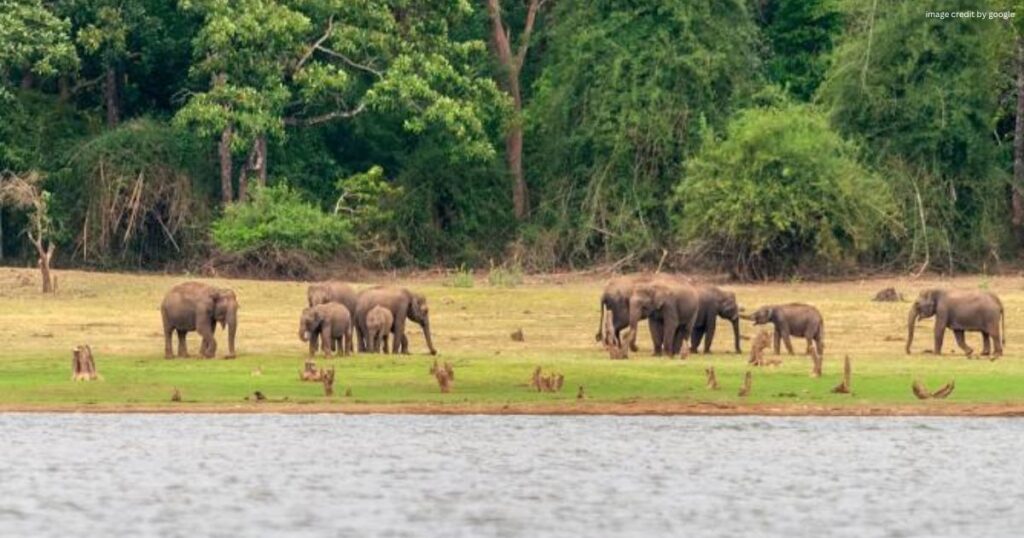 Kabini