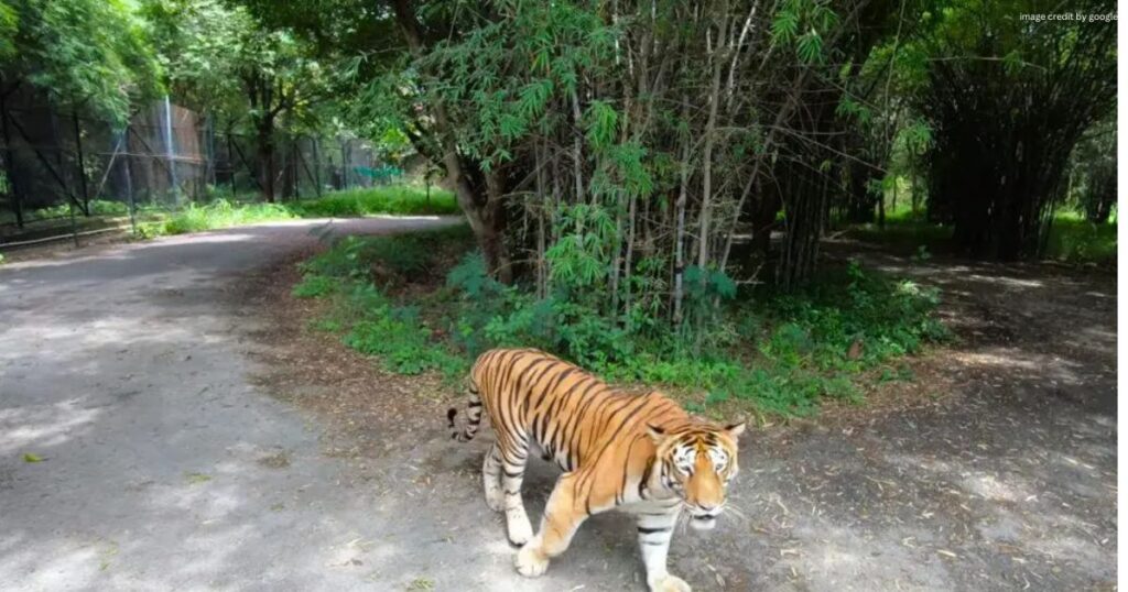 Bannerghatta National Park